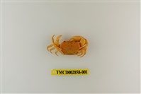 藏品(細足澤蟹)的圖片